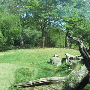 Baltimore Zoo - African Lion exhibit in African Journey