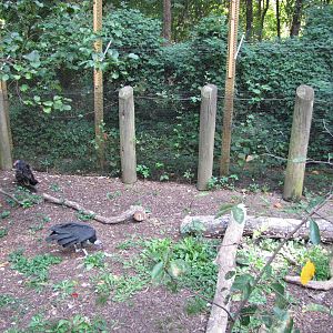 Baltimore Zoo - Turkey Vulture exhibit in Childrens Zoo
