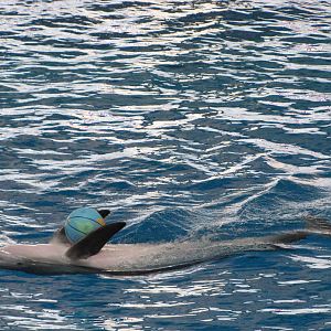 Baltimore Aquarium 2010 - Bottlenose Dolphin during the show
