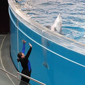 Baltimore Aquarium 2010 - Bottlenose Dolphin and trainer during the show