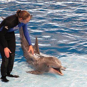 Baltimore Aquarium 2010 - Bottlenose Dolphin and trainer during the show