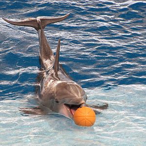 Baltimore Aquarium 2010 - Bottlenose Dolphin during the show