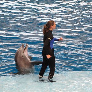 Baltimore Aquarium 2010 - Bottlenose Dolphin and trainer during the show
