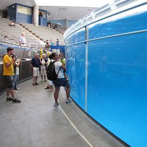 Baltimore Aquarium 2010 - Visitors observe Dolphins after the show