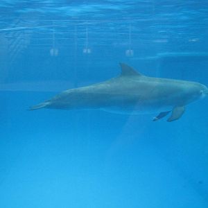 Baltimore Aquarium 2010 - Bottlenose Dolphin