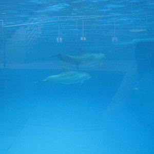 Baltimore Aquarium 2010 - Bottlenose Dolphin