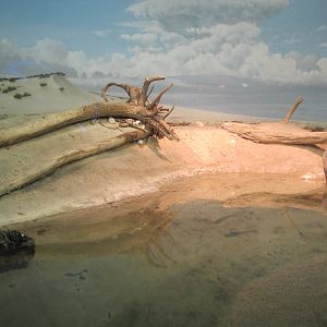 Baltimore Aquarium 2010 - Beach exhibit on Level 4
