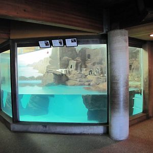 Como Zoo 2010 - Jackass Penguin indoor exhibit in the Aquatic Animals build