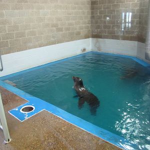 Como Zoo 2010 - Sea Lion inside the Aquatic Animals building