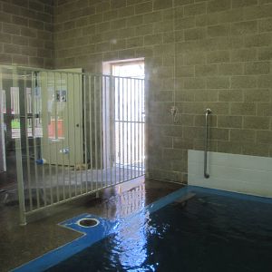 Como Zoo 2010 - Sea Lion inside the Aquatic Animals building