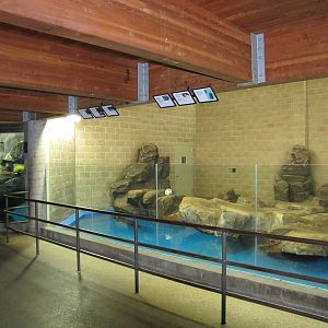 Como Zoo 2010 - Common Seal pool inside the Aquatic Animals building