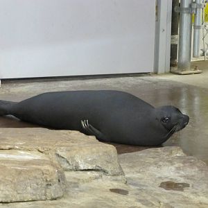 Como Zoo 2010 - Odd-looking Common Seal or what do you think?