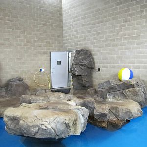 Como Zoo 2010 - Right side of indoor Common Seal pool