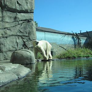 Como Zoo 2010 - Polar Bear in the first exhibit of Polar Bear Odyssey
