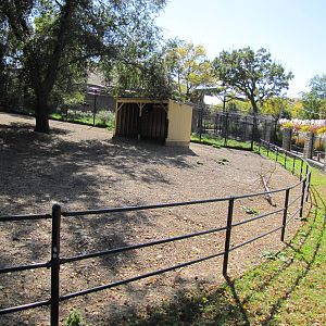 Como Zoo 2010 - Bottom of Bison enclosure and part of one for Dalls Sheep