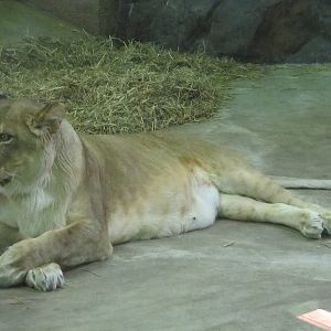 Como Zoo 2010 - Lioness inside the Large Cat building