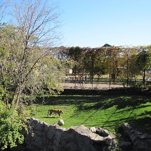 Como Zoo 2010 - Part of Amur Tiger exhibit