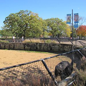 Como Zoo 2010 - Ostrich in the African Hoofed Stock complex