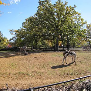 Como Zoo 2010 - Grants Zebra and Lesser Kudu