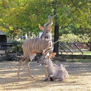 Como Zoo 2010 - Lesser Kudu