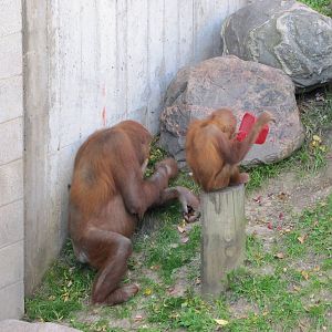 Como Zoo 2010 - Experimenting life by putting a bucket on his head
