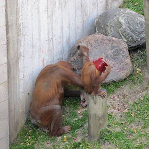 Como Zoo 2010 - Experimenting life by putting a bucket on his head