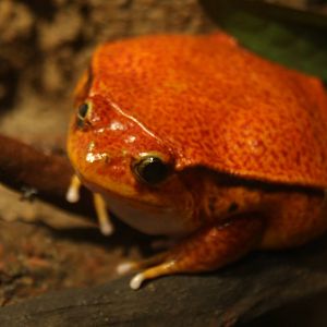 Tomato Frog