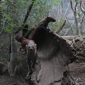 Ring-tailed mongoose (Galidia elegans)