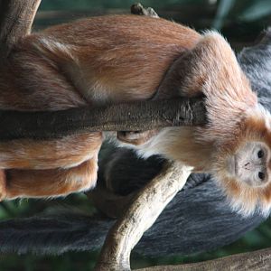 Javan Langur (Trachypithecus auratus)