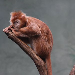 Javan Langur (Trachypithecus auratus)