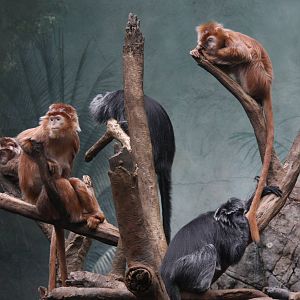 Javan Langur (Trachypithecus auratus)