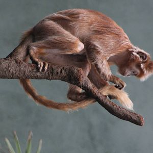 Javan Langur (Trachypithecus auratus)