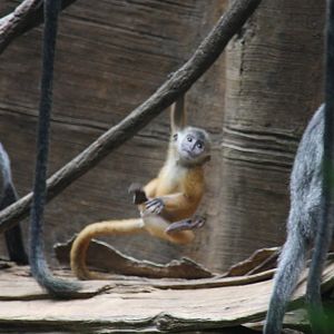 Silvered Leaf-monkey (Trachypithecus cristatus)