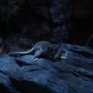 Gray Mouse Lemur (Microcebus murinus) World of Darkness