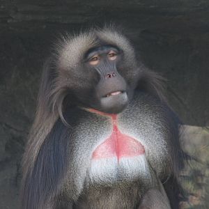 Gelada (Theropithecus gelada)