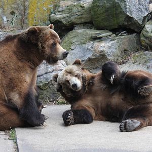brown bear (Ursus arctos)
