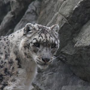 snow leopard (Uncia uncia)