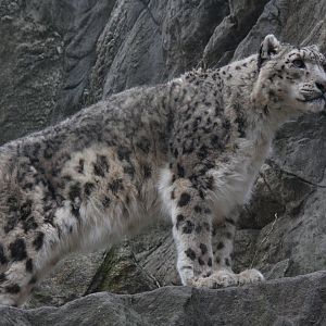 snow leopard (Uncia uncia)