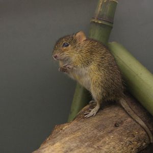 Four-striped Grass Mouse (Rhabdomys pumilio)