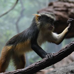 Wolf's Guenon (Cercopithecus wolfi)