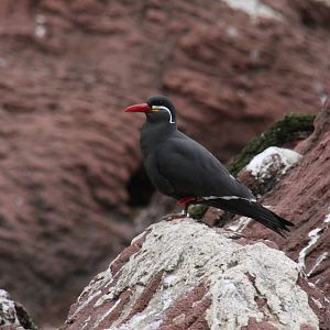 Inca Tern (Larosterna inca)