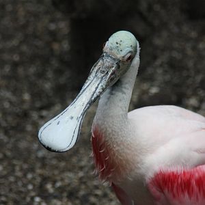 Roseate Spoonbill (Ajaja ajaja)