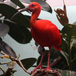 Scarlet Ibis (Eudocimus ruber)
