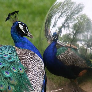 Narcissistic Peacock