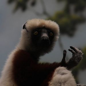 Coquerel's Sifaka (Propithecus verreauxi coquereli)