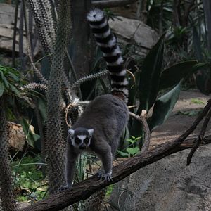 Ring-tailed Lemur (Lemur catta)