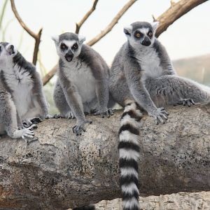 Ring-tailed Lemur (Lemur catta)