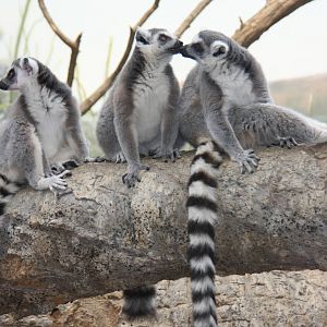 Ring-tailed Lemur (Lemur catta)