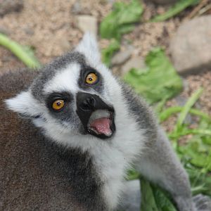 Ring-tailed Lemur (Lemur catta)