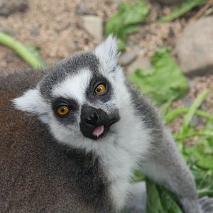 Ring-tailed Lemur (Lemur catta)